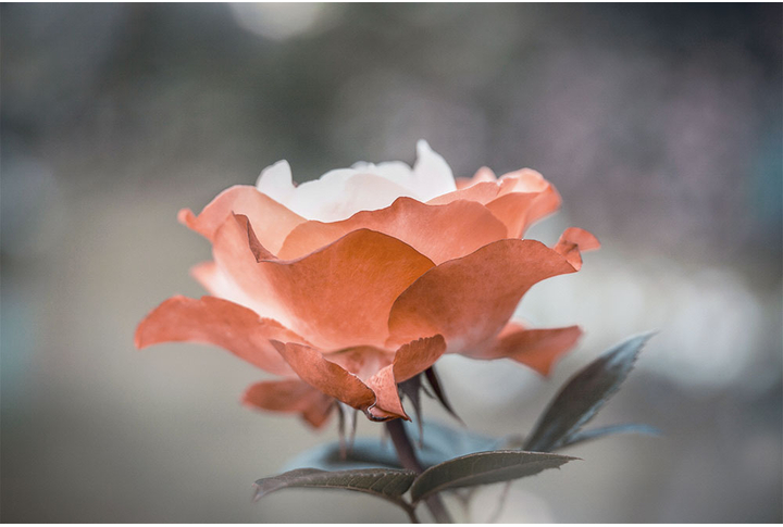 Фотообои «Нежная розовая роза»