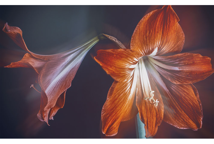 Фотообои «Большие цветы лилии»