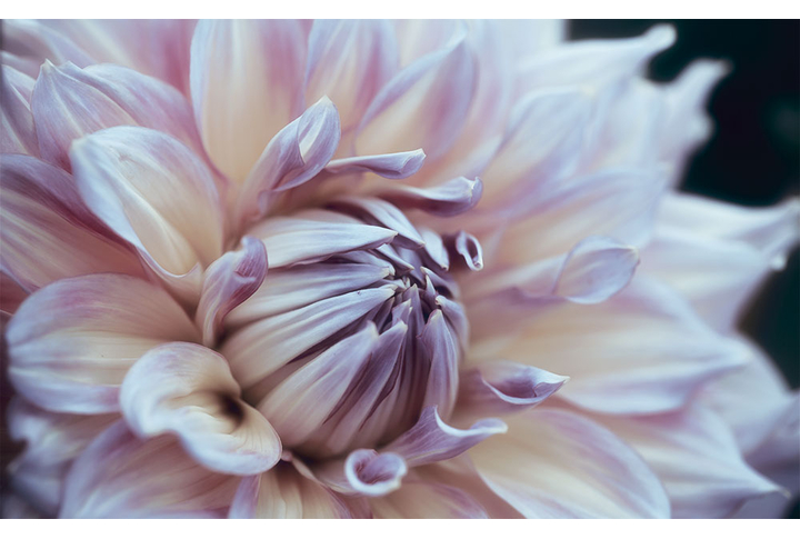 Фотообои «Астра»