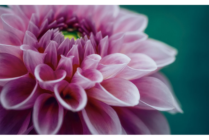 Фотообои «Объемный цветок георгины»