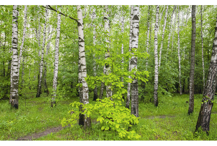 Фотообои «Березовая роща»