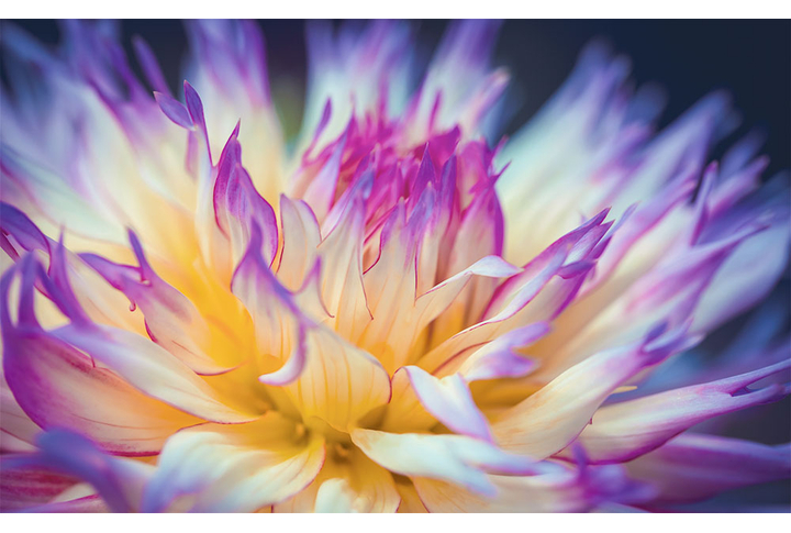 Фотообои «Цветок астры»