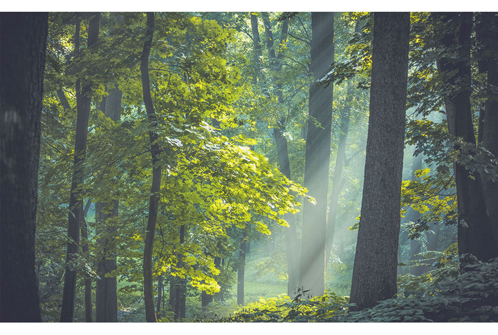 Фотообои «Туманный темный лес»