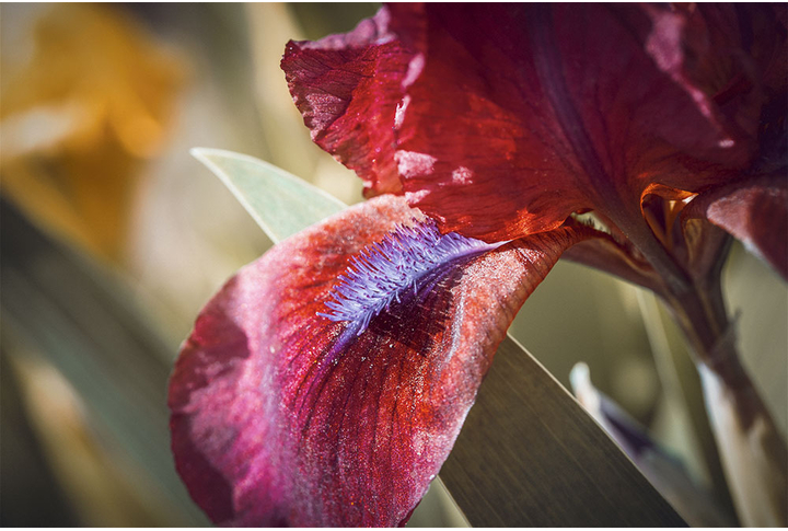 Фотообои «Лепестки ириса»