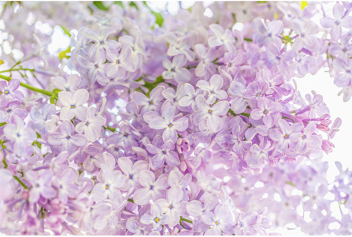 Фотообои «Сирень нежно-розовая»