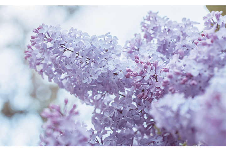 Фотообои «Сирень - нежность»