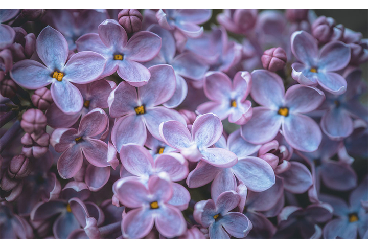 Фотообои «Сирень в темных тонах»