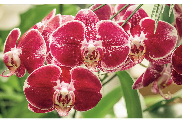 Фотообои «Орхидеи в пастельных оттенках»