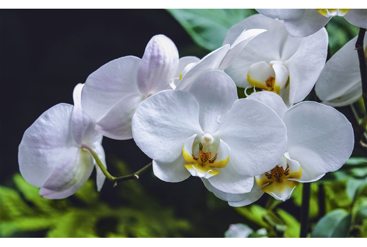 Фотообои «Белые орхидеи на темном»