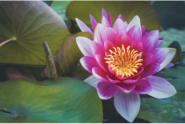 Фотообои «Цветок лотоса в листве»