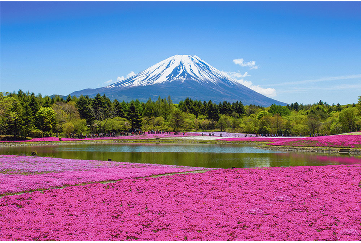 Фотообои «Гора в окружении цветущих полей»
