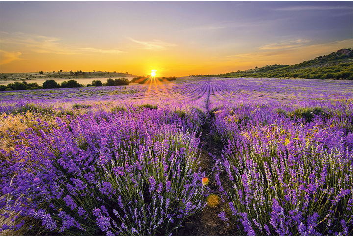 Фотообои «Поле лаванды на закате»