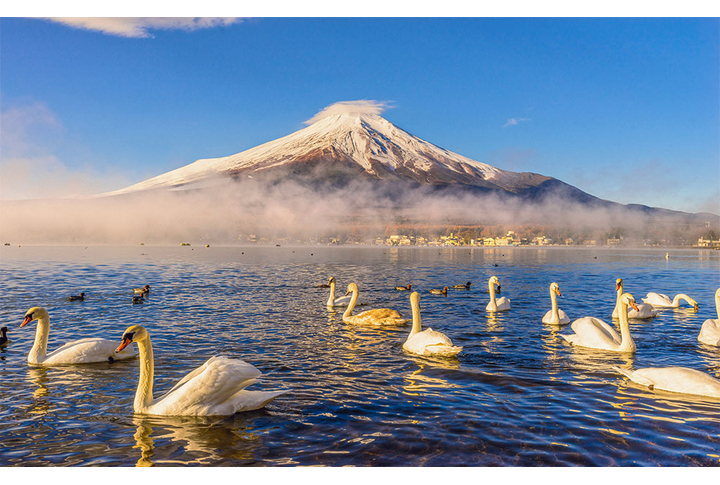Фотообои «Озеро с лебедями у горы»