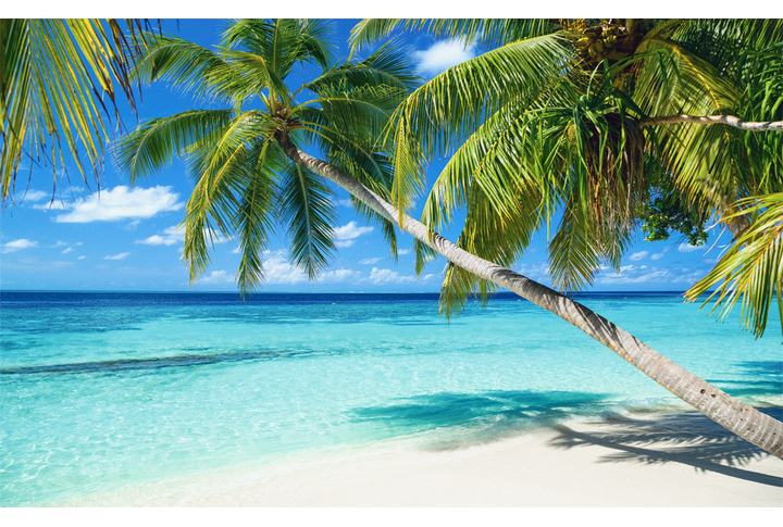 Фотообои «Пляж с пальмами на море»