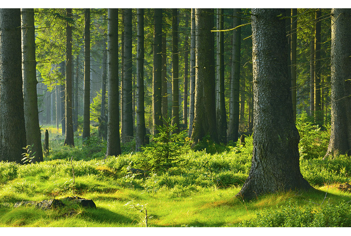 Фотообои «Хвойный лес»