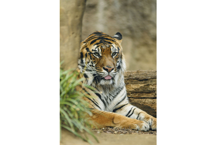 Фотообои «Тигр у дерева»