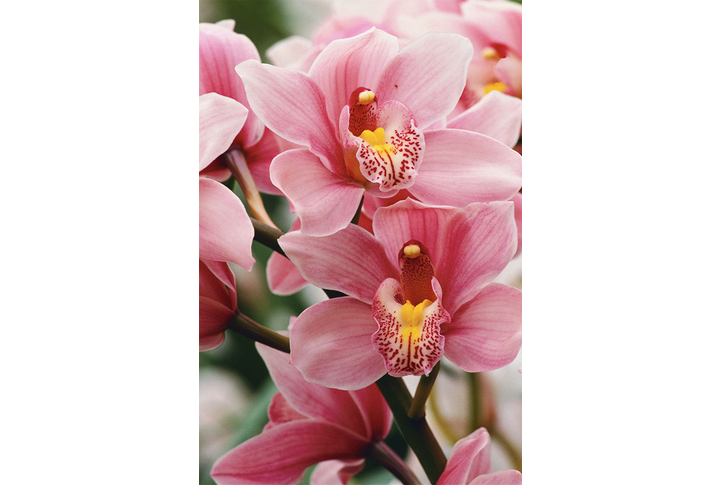 Фотообои «Розовые орхидеи»