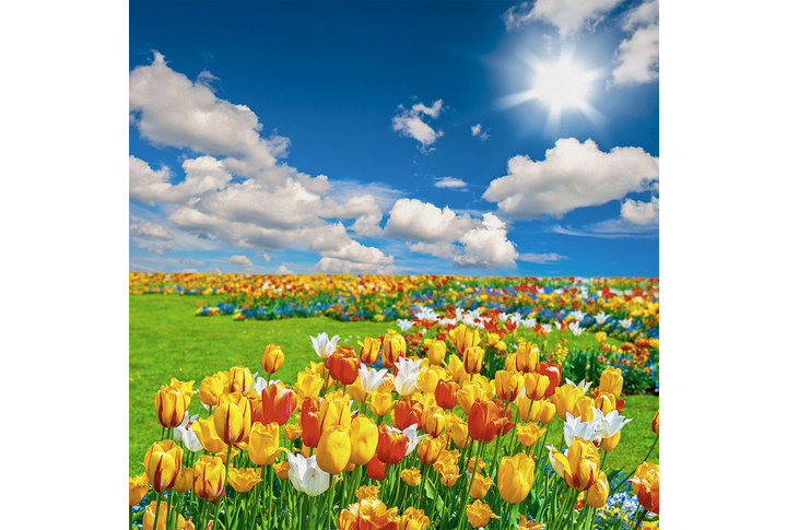 Фотообои «Тюльпаны в солнечном поле»
