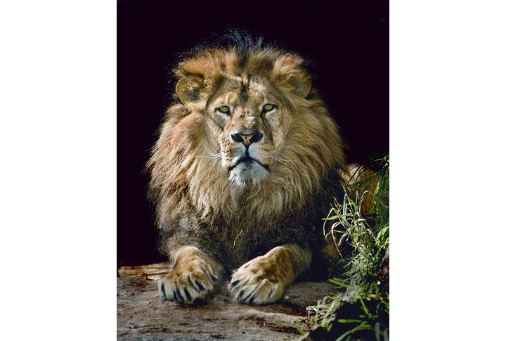 Фотообои «Лев на камне»