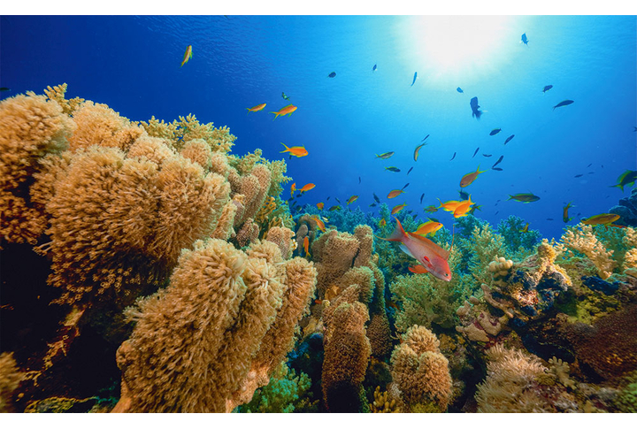 Фотообои «Подводный мир океана»