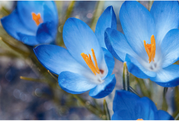 Фотообои «Голубые крокусы»