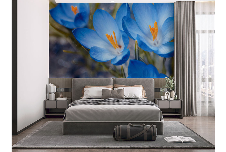 Фотообои «Голубые крокусы» в интерьере