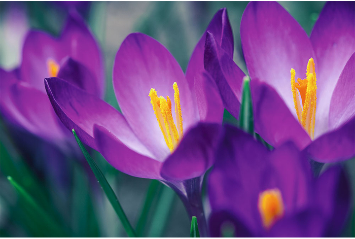 Фотообои «Фиолетовые крокусы»