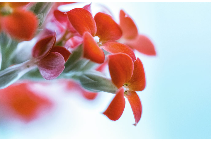 Фотообои «Красные цветы»