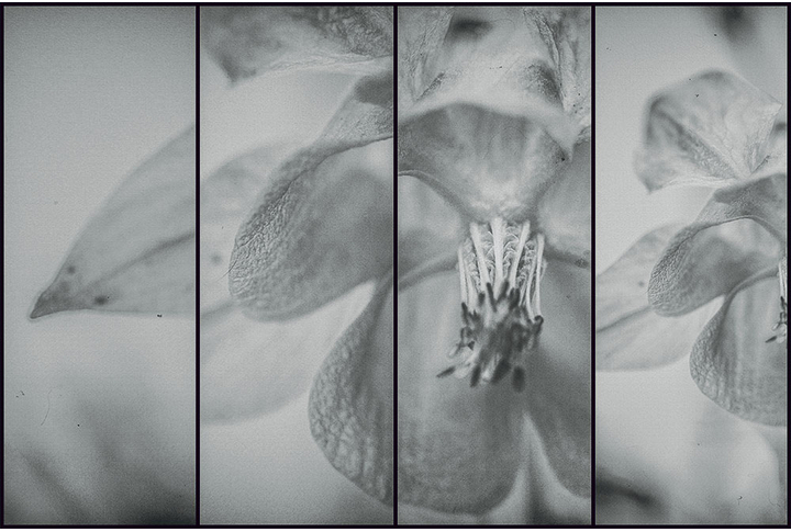 Фотообои «Цветочная иллюзия»