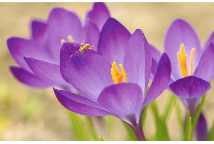 Фотообои «Крокусы, цветы первоцветы»
