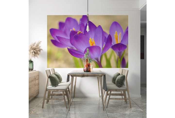 Фотообои «Крокусы, цветы первоцветы» в интерьере