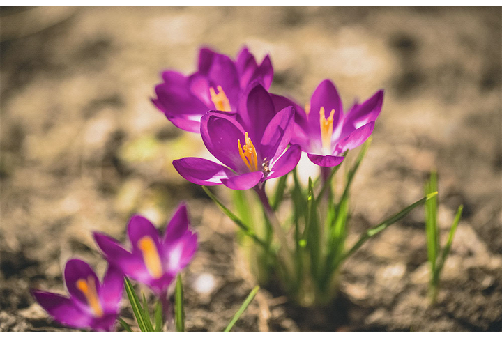 Фотообои «Крокусы, цветы подснежники»