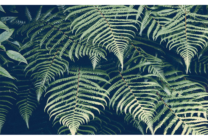 Фотообои «Листья папоротника в джунглях»
