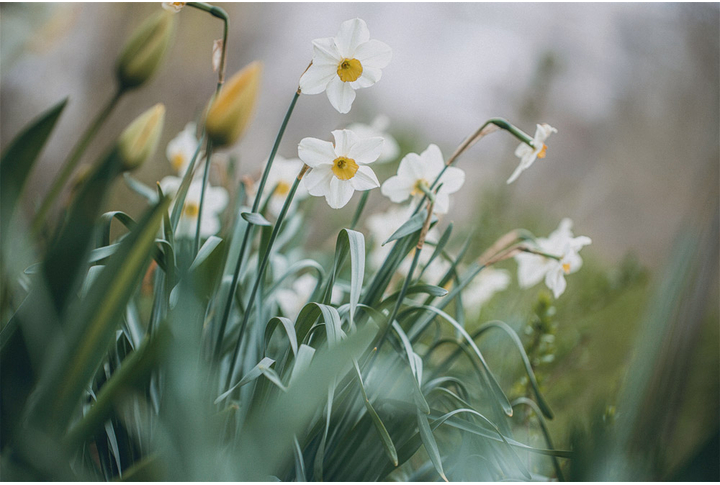 Фотообои «Винтажные нарциссы»