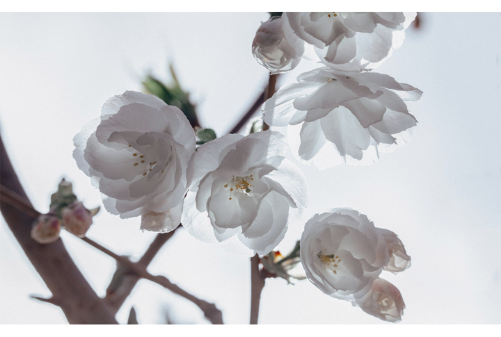 Фотообои «Ветка сакуры»