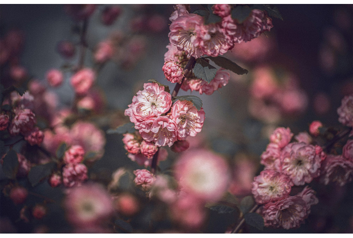 Фотообои «Миндаль в цвету с акцентом»
