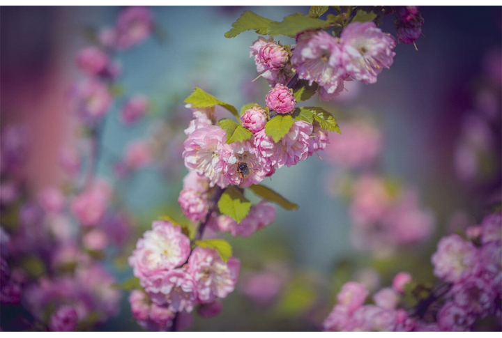Фотообои «Цветущий миндаль»