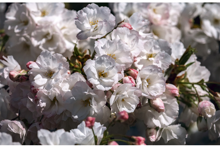 Фотообои «Сакура бело-розовая»
