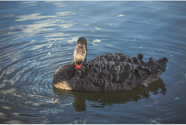 Фотообои «Черный лебедь»