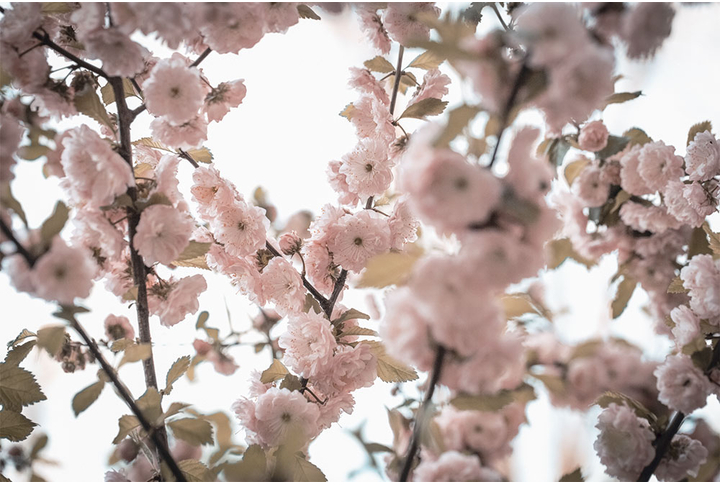 Фотообои «Миндаль, цветы на ветках»