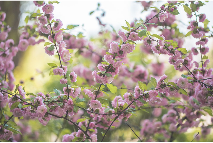 Фотообои «Цветы миндаля на ветках»