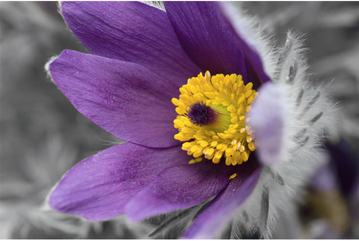 Фотообои «Фиолетовый цветок»