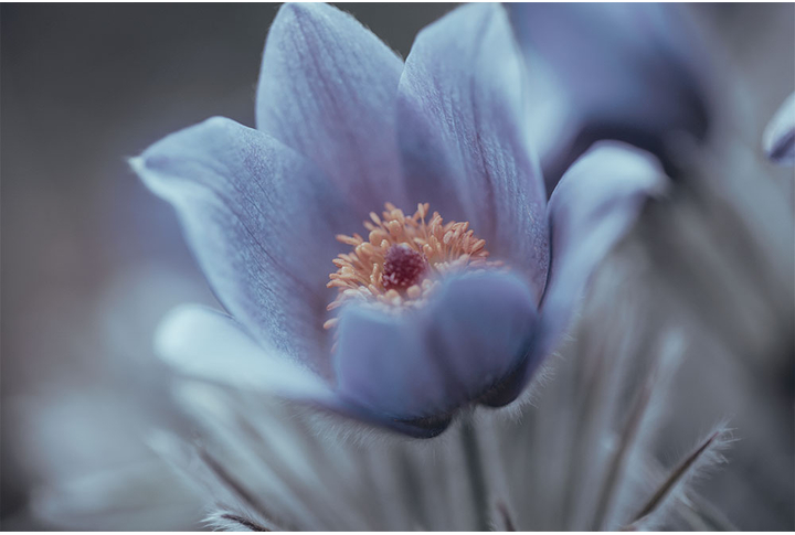 Фотообои «Цветок нежности»