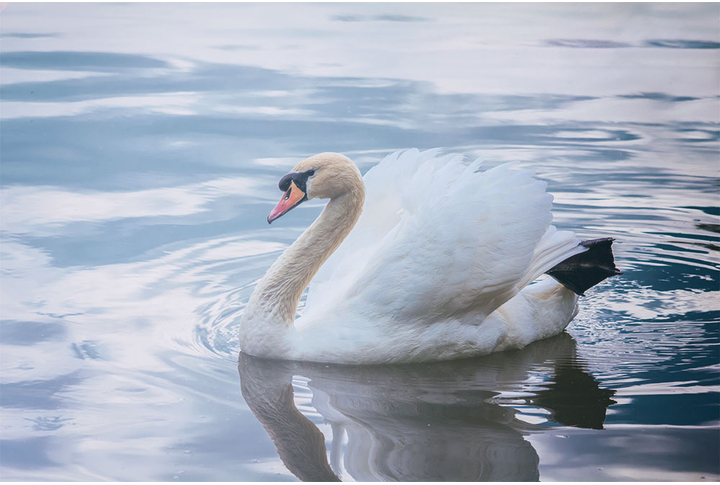 Фотообои «Белый лебедь на пруду»