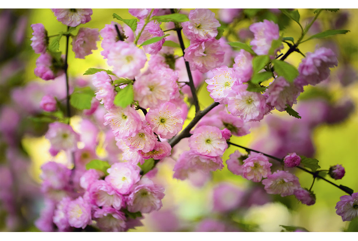 Фотообои «Цветущие ветки миндаля»
