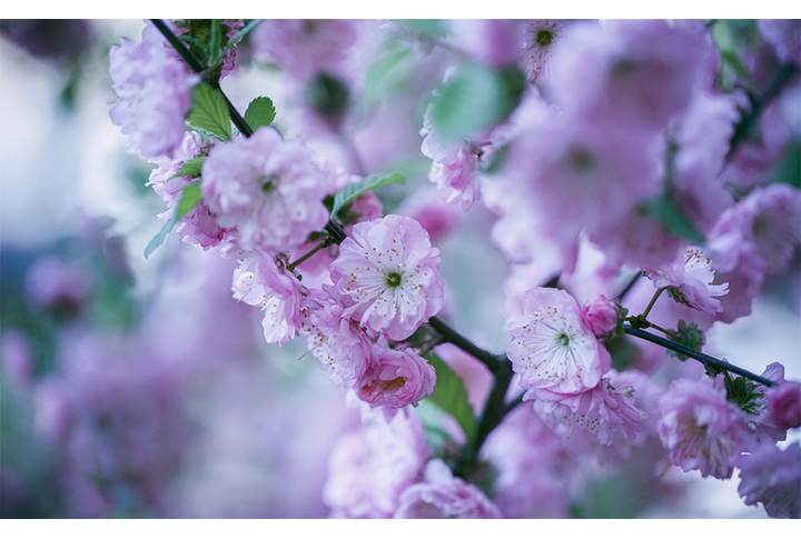 Фотообои «Нежный миндаль в цвету»