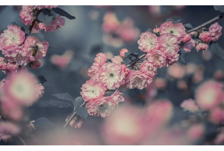 Фотообои «Ветка миндаля в черно-белых тонах»