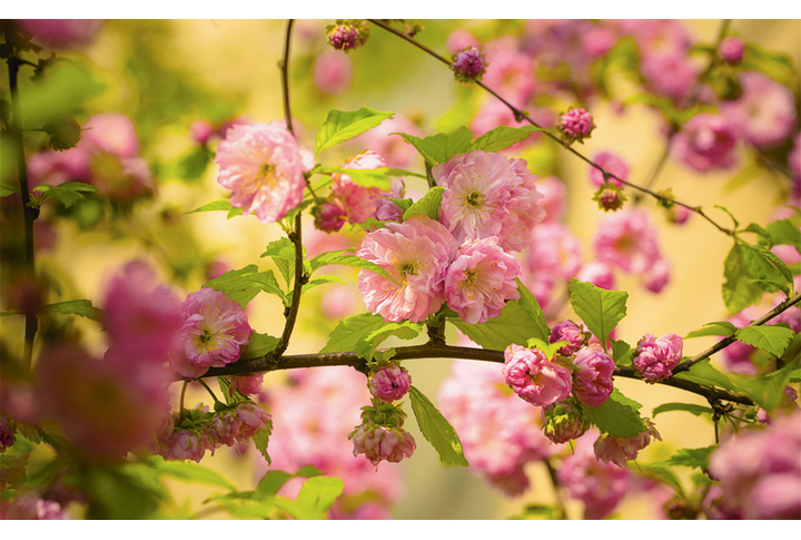 Фотообои «Миндаль на ветках»