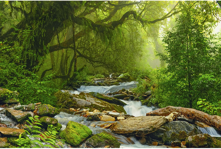 Фотообои «Река в джунглях, природа тропиков»