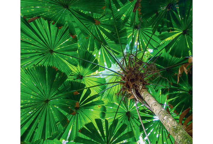 Фотообои «Зеленая крона тропического дерева»